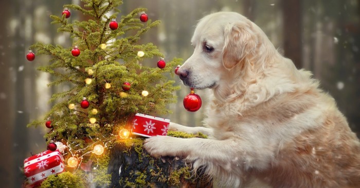 I Photograph My Dog Mali Enjoying Christmas Time