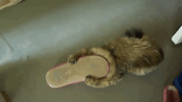 "i Immediately Regret This Decision" - Cat