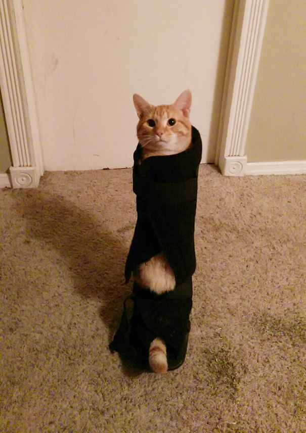 Ceiling Cat Made The Mistake Of Crawling Into My Walking Cast