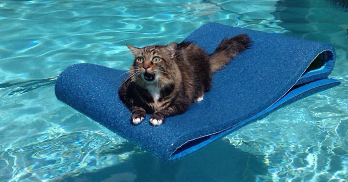 161 Cats Who Immediately Regretted Their Poor Life Choices