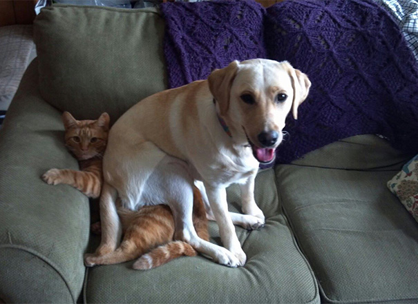 When My Dog Decided To Sit On My Cat