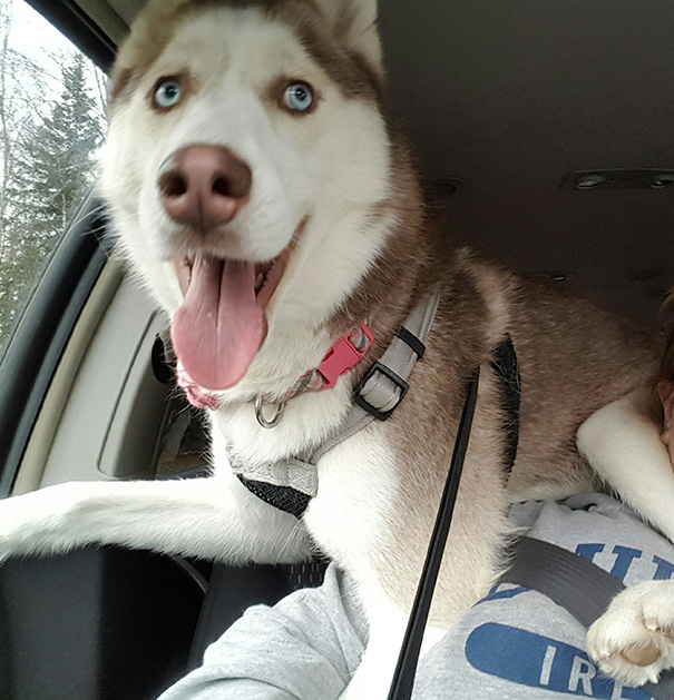 Huskies Have No Concept Of Personal Space
