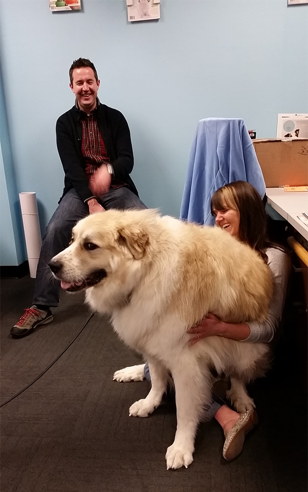 Meet Bailey, Our 130 Pound Lap Dog