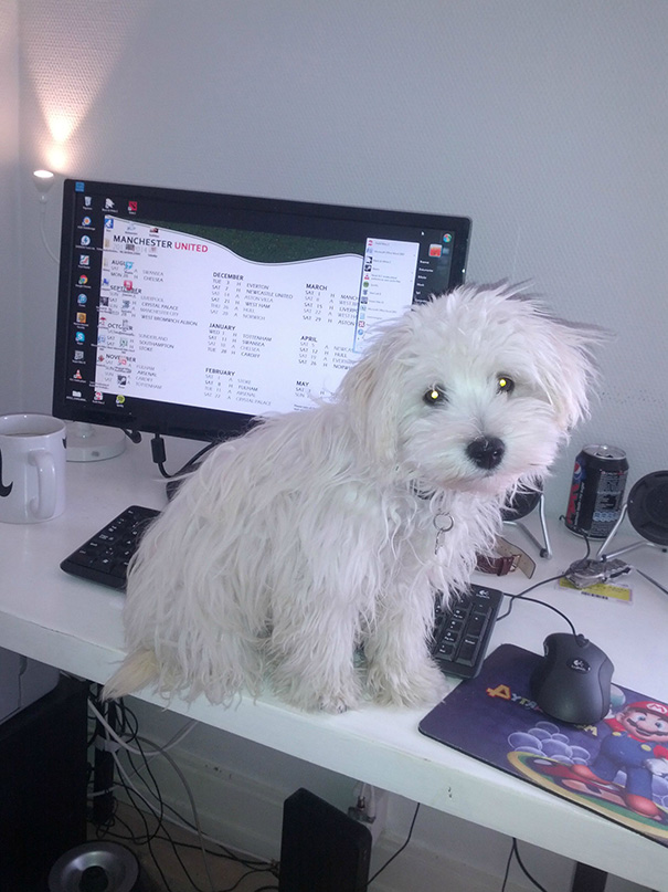 Think My Dog Might Be Jealous Of My Computer