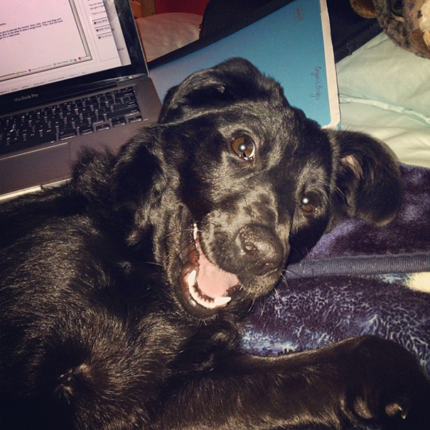 Lola Thinks College Coursework Is Just Another Excuse To Invade Personal Space For Playtime