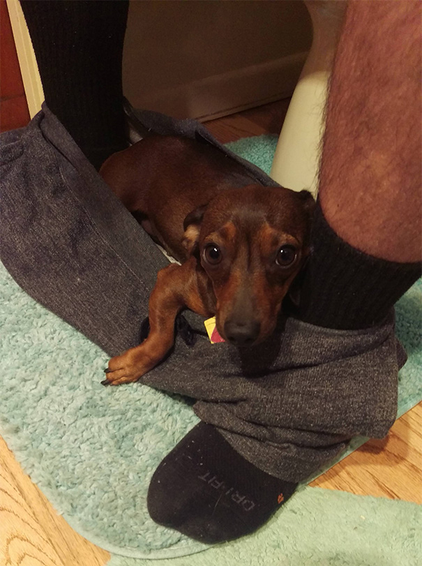 My Dachshund Doesn't Care About My Boyfriends Personal Space