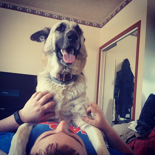 No Such Thing As Personal Space When You Own A German Shepherd Dog