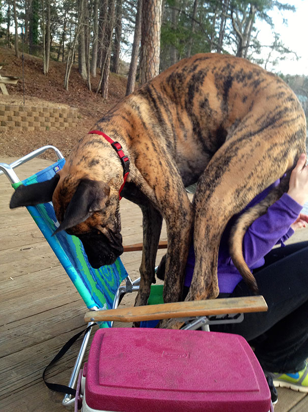My Great Dane Oakley Weighs 110lbs, But He Thinks He’s Only About 10lbs And Sees Absolutely No Reason Why He Can’t Sit On My Lap
