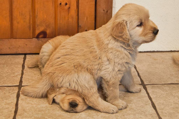 Just A Puppy Sitting On Another Puppy’s Head