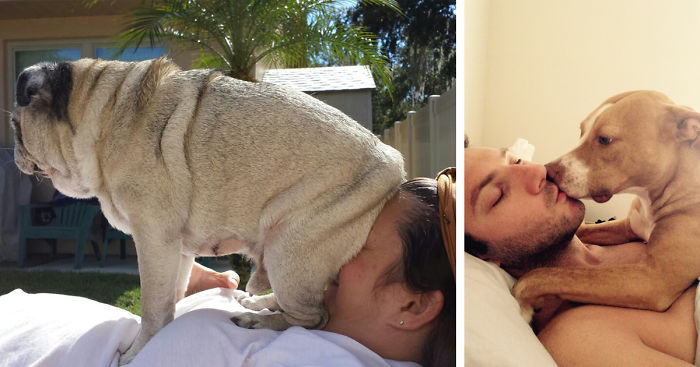 130 Asshole Dogs That Don’t Care About Personal Space