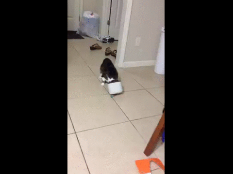 Gotta Get That Spider! Oops!