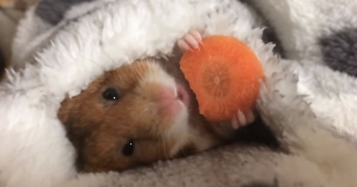 Adorable Japanese Hamster Eating A Carrot Before Sleeping Is Taking Over The Internet