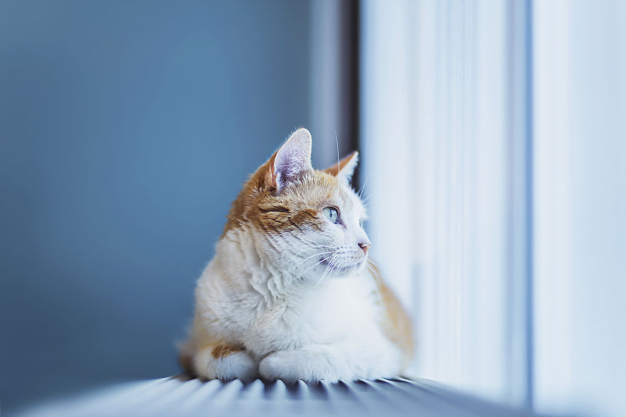 How To Take Better Photos Of Cats How To Take Better Photos Of Cats