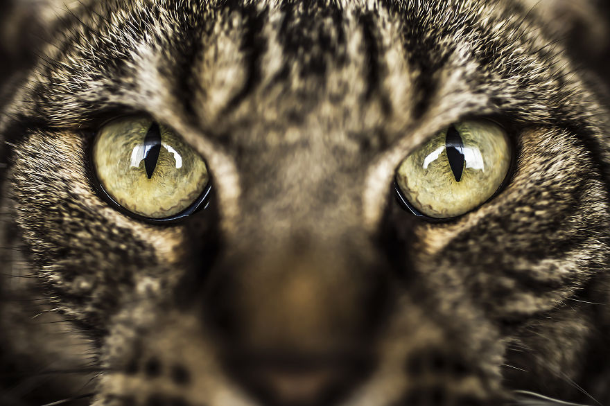 How To Take Better Photos Of Cats How To Take Better Photos Of Cats