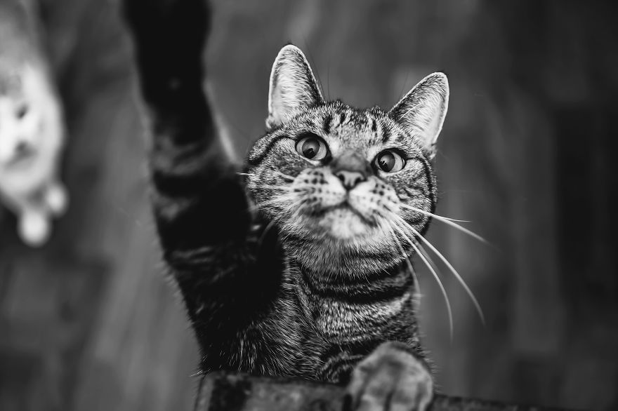 How To Take Better Photos Of Cats How To Take Better Photos Of Cats