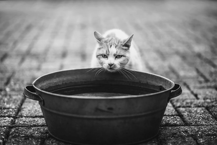 How To Take Better Photos Of Cats How To Take Better Photos Of Cats