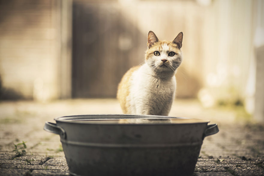 How To Take Better Photos Of Cats How To Take Better Photos Of Cats