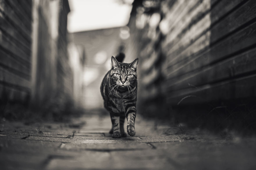 How To Take Better Photos Of Cats How To Take Better Photos Of Cats