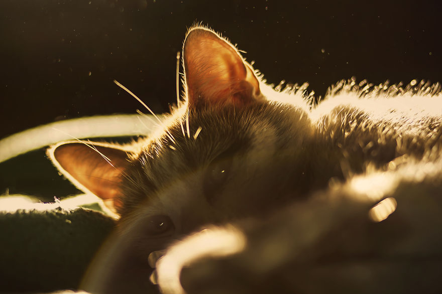 How To Take Better Photos Of Cats How To Take Better Photos Of Cats