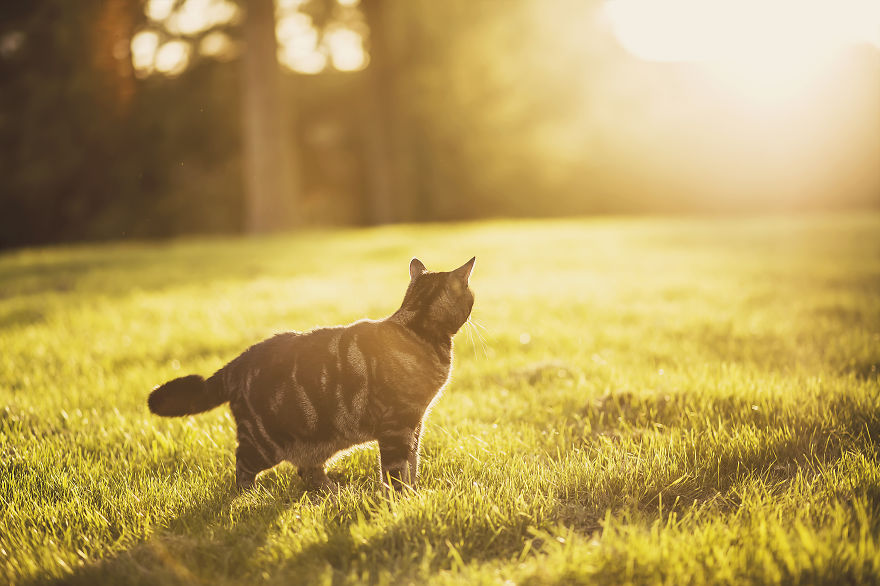 How To Take Better Photos Of Cats How To Take Better Photos Of Cats