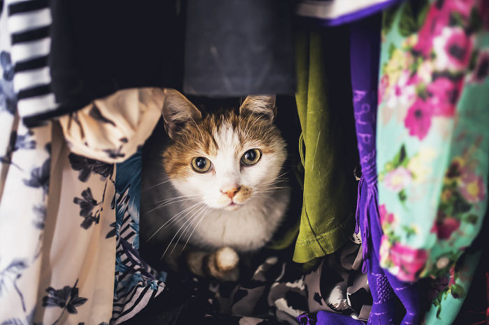 How To Take Better Photos Of Cats