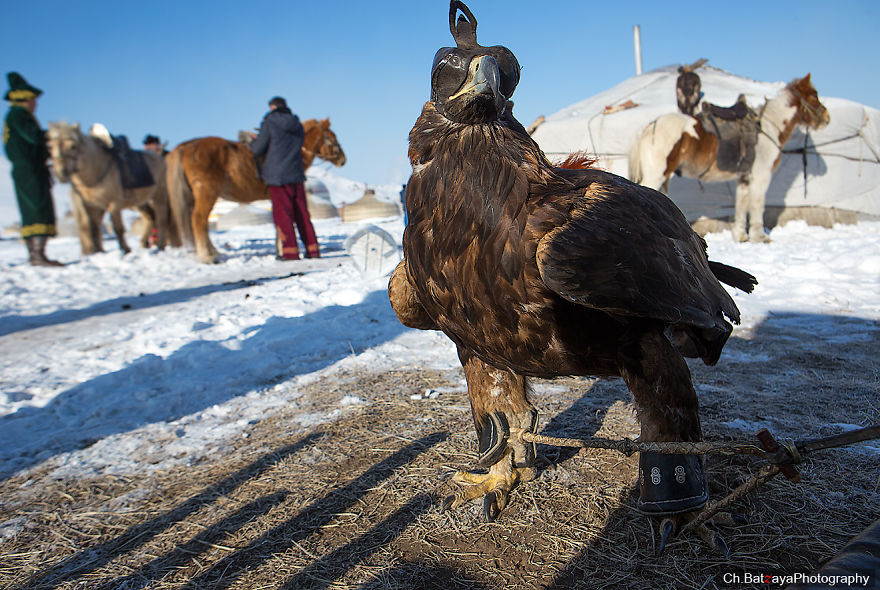 Hunting With Golden Eagles In Mongolia