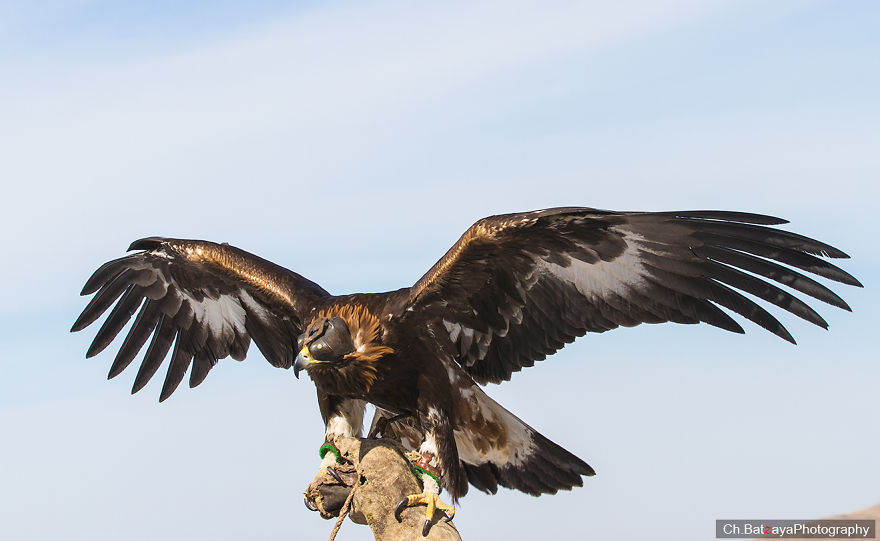 Hunting With Golden Eagles In Mongolia Hunting With Golden Eagles In Mongolia