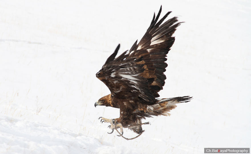 Hunting With Golden Eagles In Mongolia