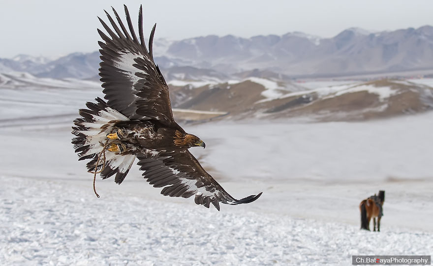 Hunting With Golden Eagles In Mongolia Hunting With Golden Eagles In Mongolia