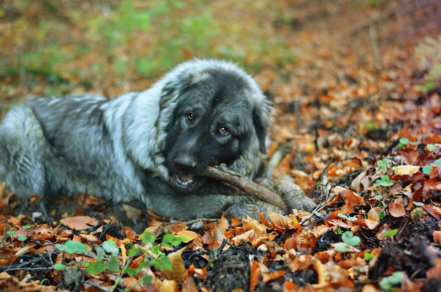 I Found It Amazing How Animals Can Change Your Life I Found It Amazing How Animals Can Change Your Life