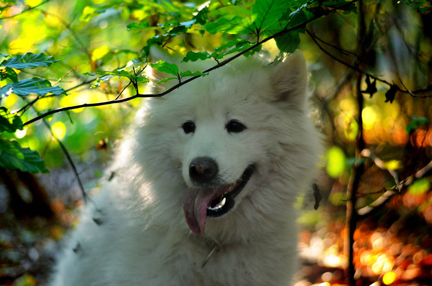 I Found It Amazing How Animals Can Change Your Life I Found It Amazing How Animals Can Change Your Life