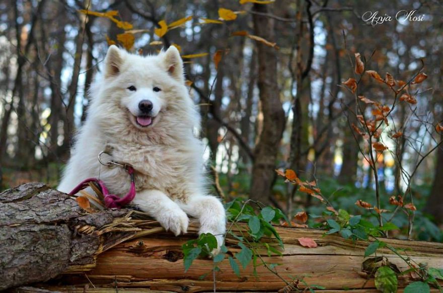 I Found It Amazing How Animals Can Change Your Life I Found It Amazing How Animals Can Change Your Life