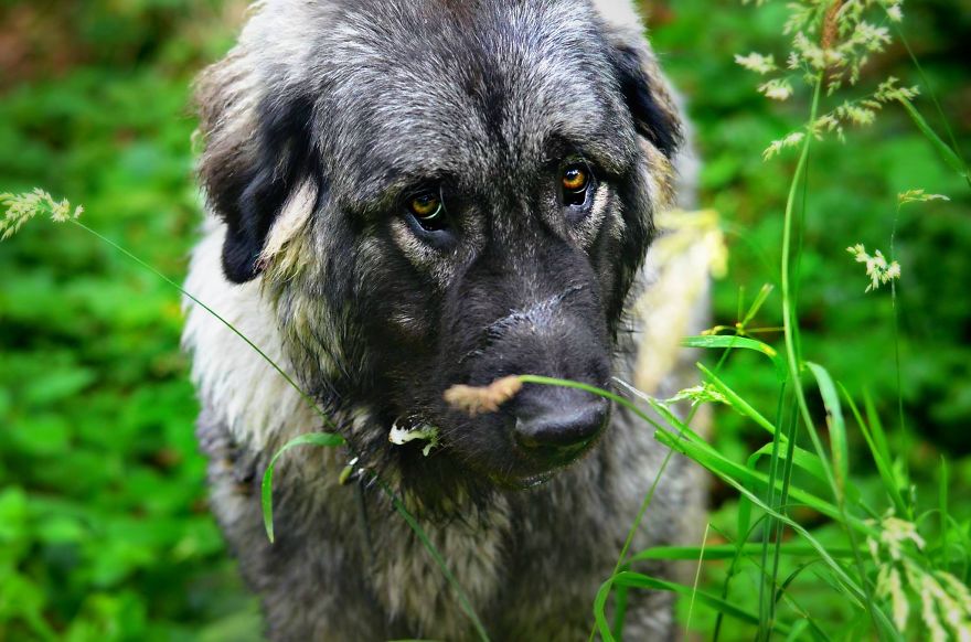 I Found It Amazing How Animals Can Change Your Life