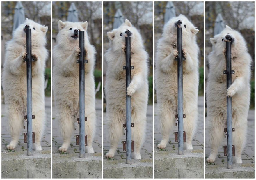 I Found It Amazing How Animals Can Change Your Life I Found It Amazing How Animals Can Change Your Life