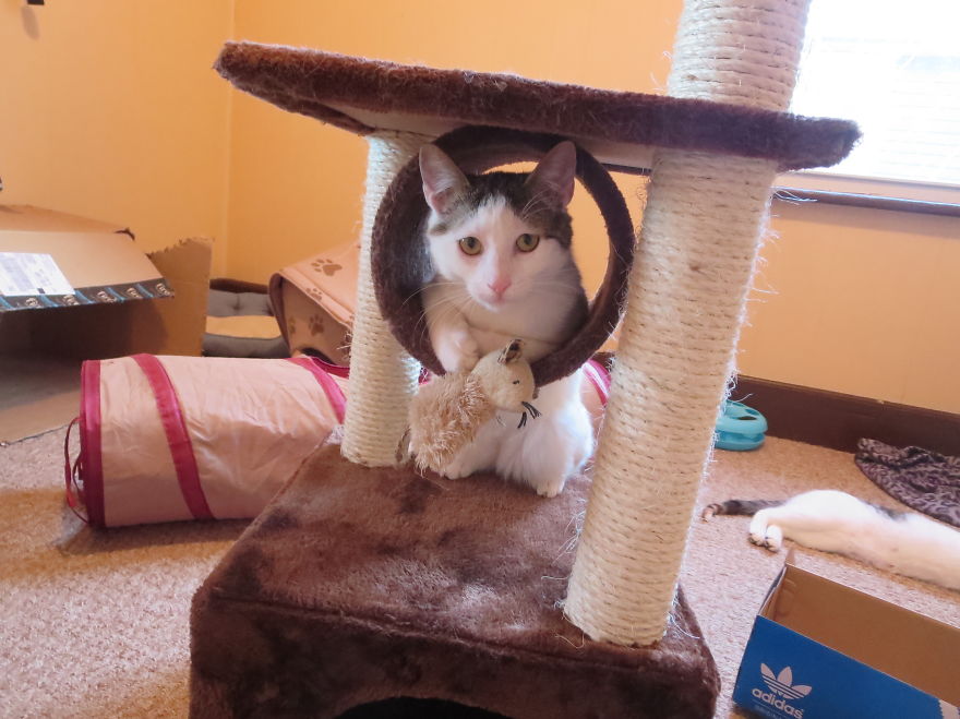 I Found Two Feral Kittens And Helped Them Start New Lives I Found Two Feral Kittens And Helped Them Start New Lives