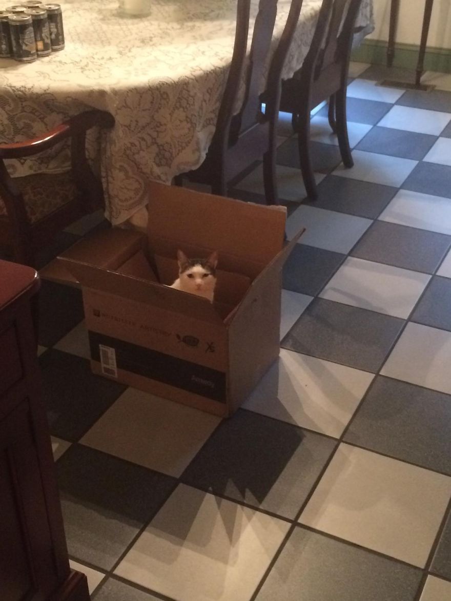 I Found Two Feral Kittens And Helped Them Start New Lives I Found Two Feral Kittens And Helped Them Start New Lives