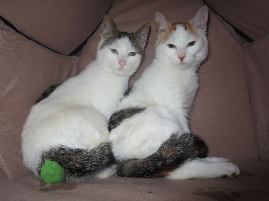 I Found Two Feral Kittens And Helped Them Start New Lives