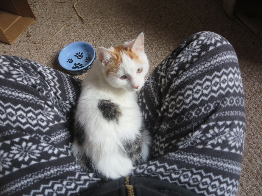 I Found Two Feral Kittens And Helped Them Start New Lives I Found Two Feral Kittens And Helped Them Start New Lives