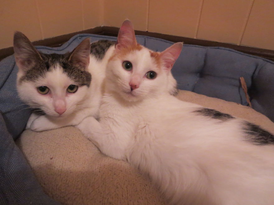 I Found Two Feral Kittens And Helped Them Start New Lives I Found Two Feral Kittens And Helped Them Start New Lives