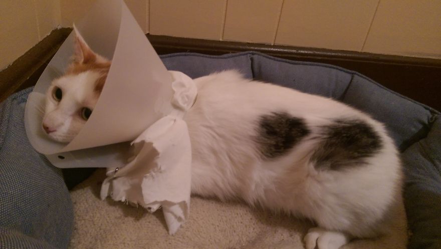 I Found Two Feral Kittens And Helped Them Start New Lives I Found Two Feral Kittens And Helped Them Start New Lives