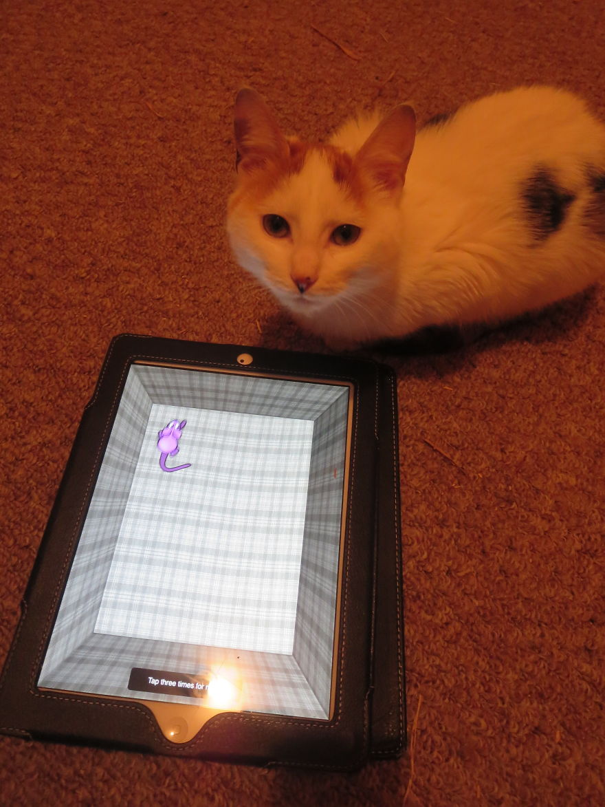 I Found Two Feral Kittens And Helped Them Start New Lives I Found Two Feral Kittens And Helped Them Start New Lives