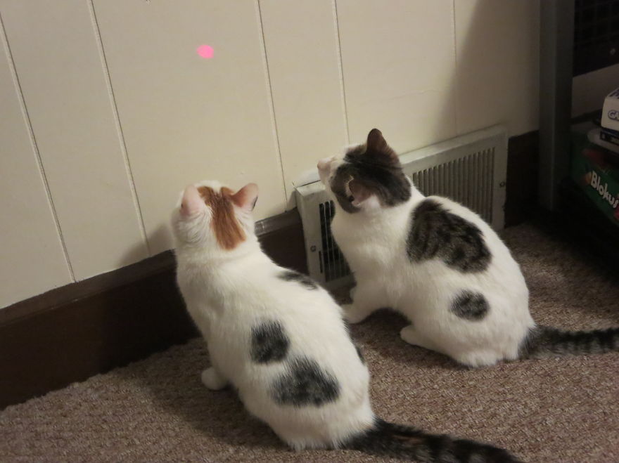 I Found Two Feral Kittens And Helped Them Start New Lives I Found Two Feral Kittens And Helped Them Start New Lives