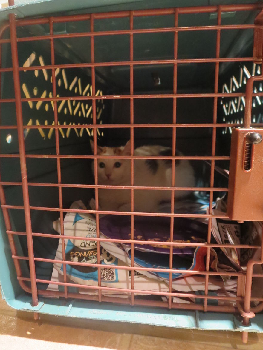 I Found Two Feral Kittens And Helped Them Start New Lives I Found Two Feral Kittens And Helped Them Start New Lives