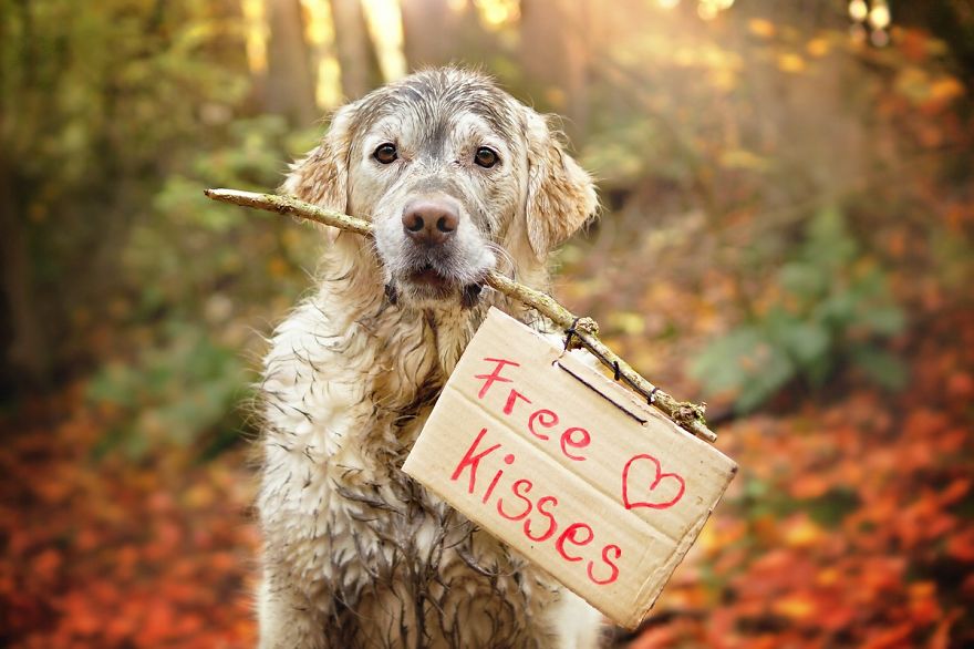 I Love My Golden Retriever When He Is Muddy