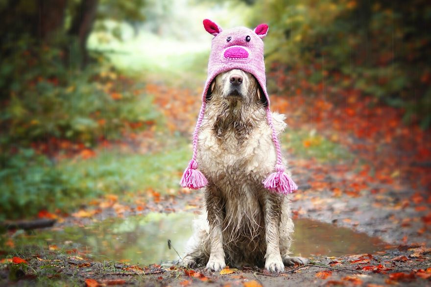 I Love My Golden Retriever When He Is Muddy