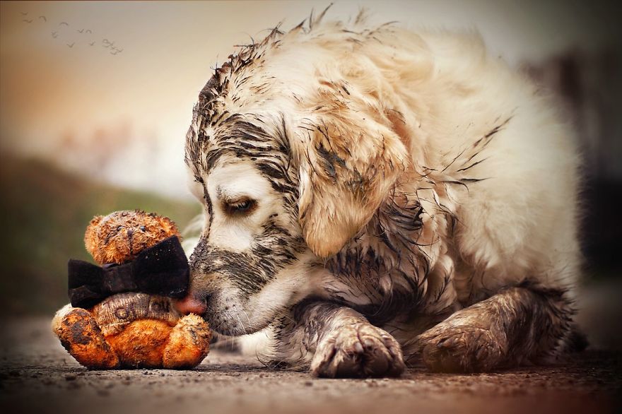 I Love My Golden Retriever When He Is Muddy