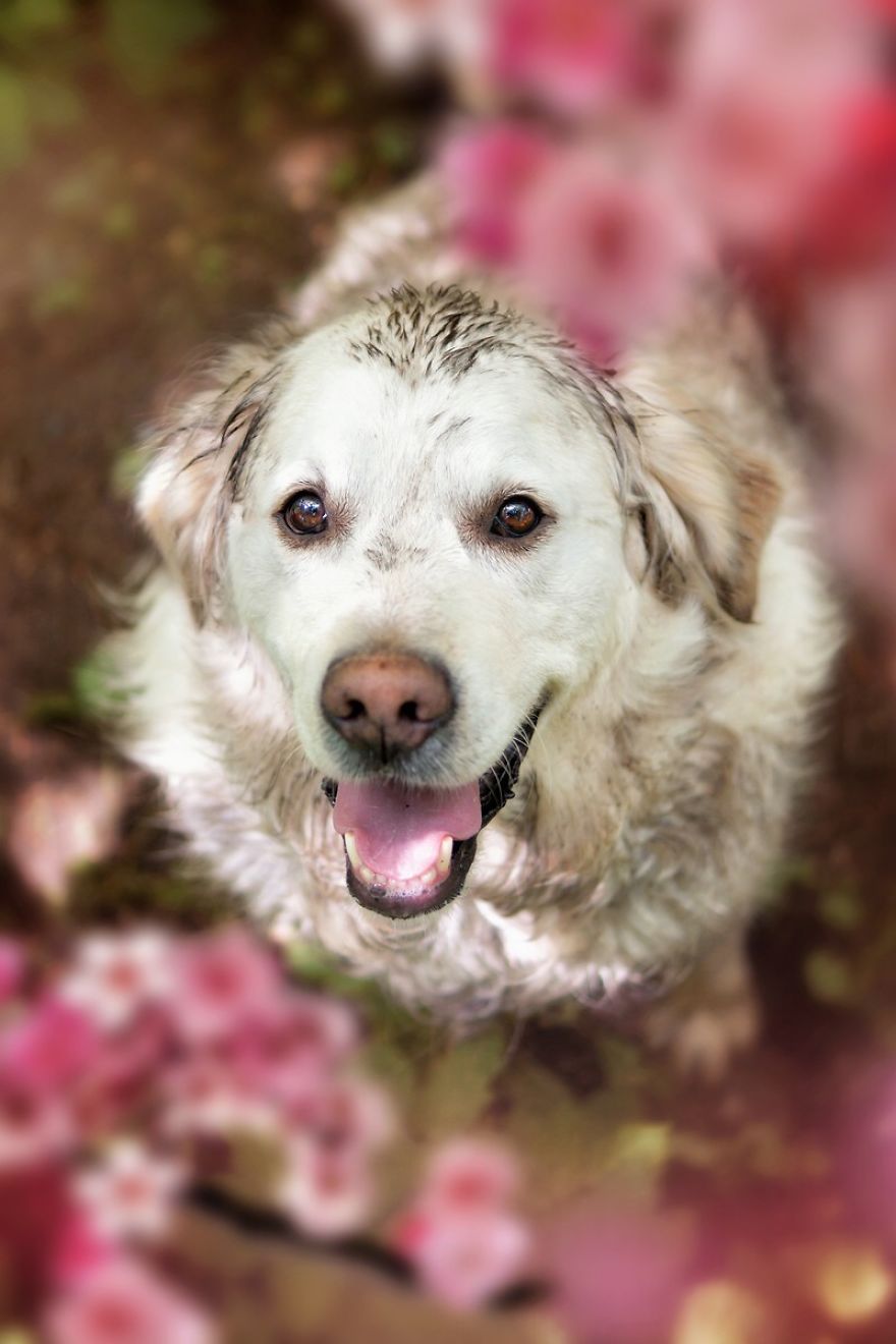 I Love My Golden Retriever When He Is Muddy