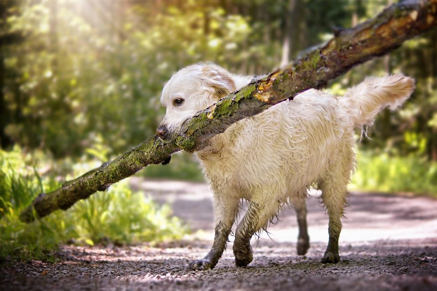 I Love My Golden Retriever When He Is Muddy