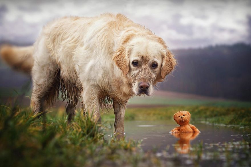 I Love My Golden Retriever When He Is Muddy
