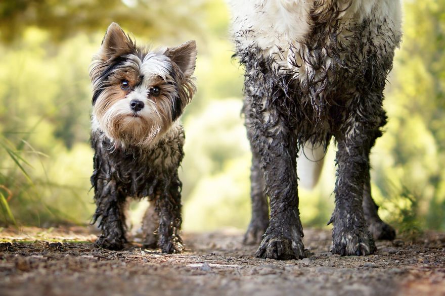 I Love My Golden Retriever When He Is Muddy